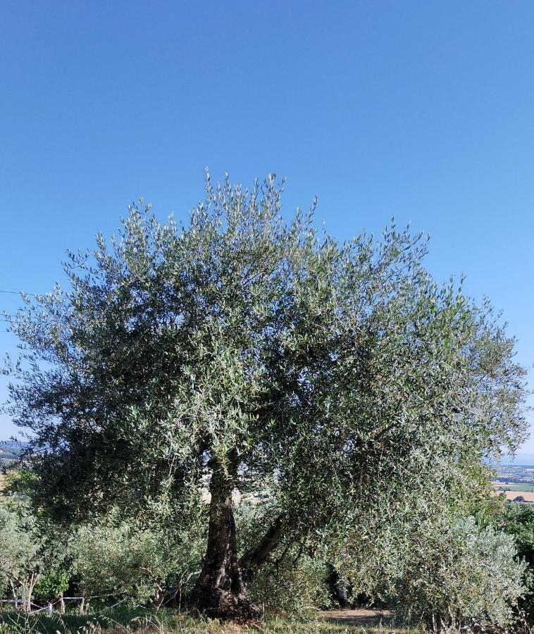 L'Olivo Appartamento Turistico لوسيغنانو المظهر الخارجي الصورة